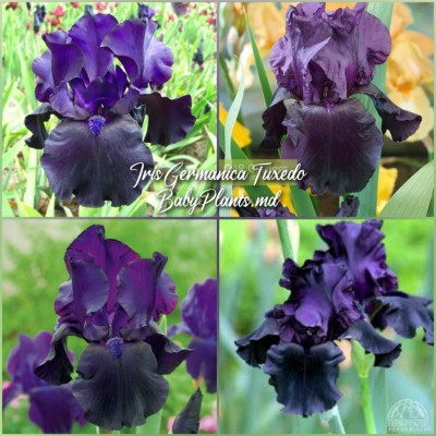 Iris Germanica Tuxedo